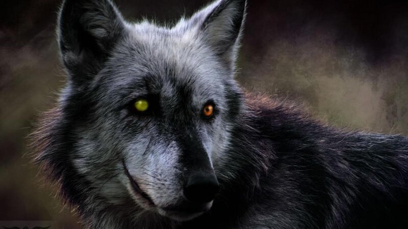Black Wolf with Glowing Eyes — Gray