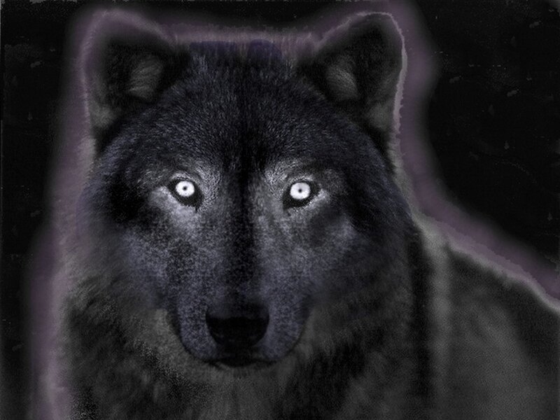 black wolf with glowing eyes