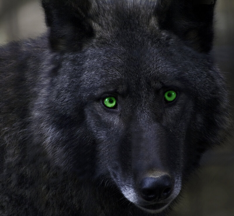 Black Wolf with Green Eyes — Intense