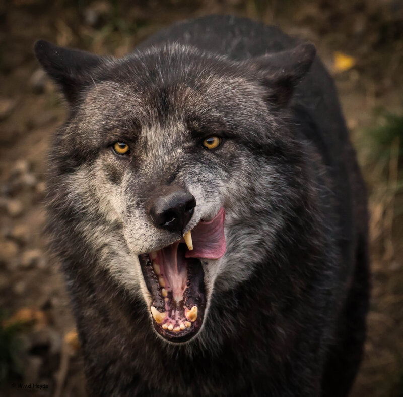 Black Wolf with Open Mouth