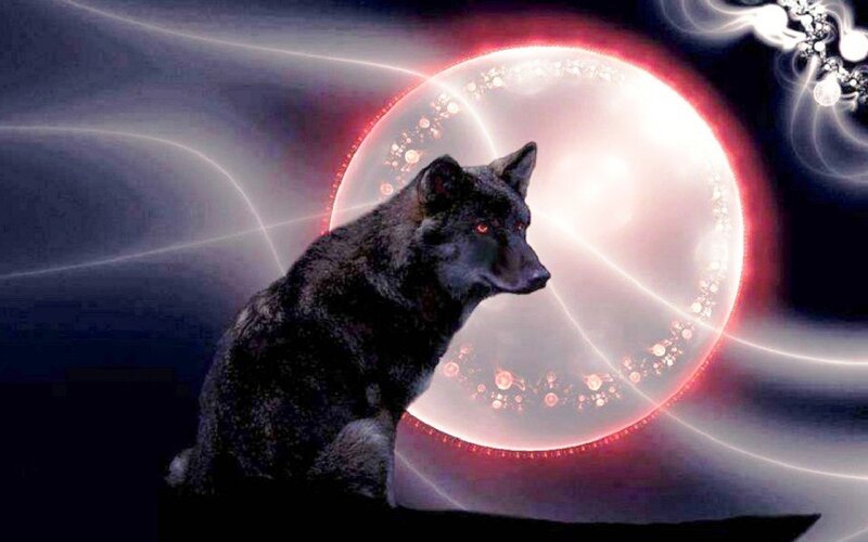 Black Wolf with Red Eyes — Dramatic