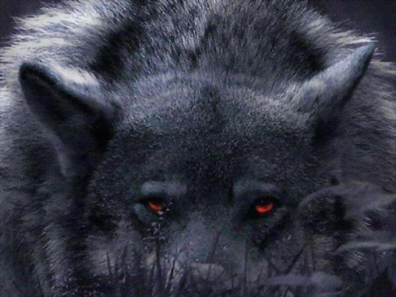 Black Wolf with Red Eyes — Intense