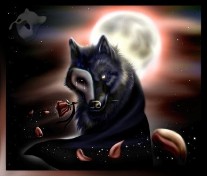 Black Wolf with Rose