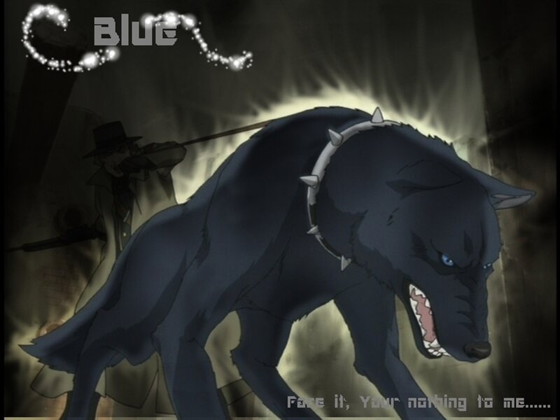 Black Wolf with Spiked Collar