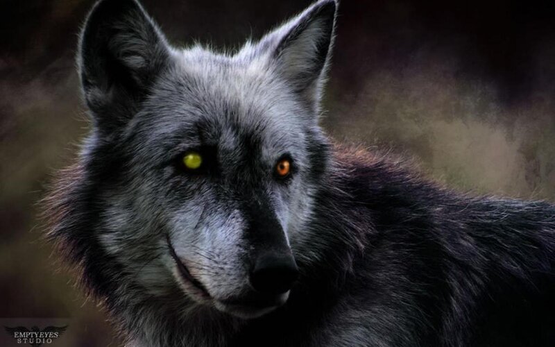Black Wolf with Yellow Eyes — Gray