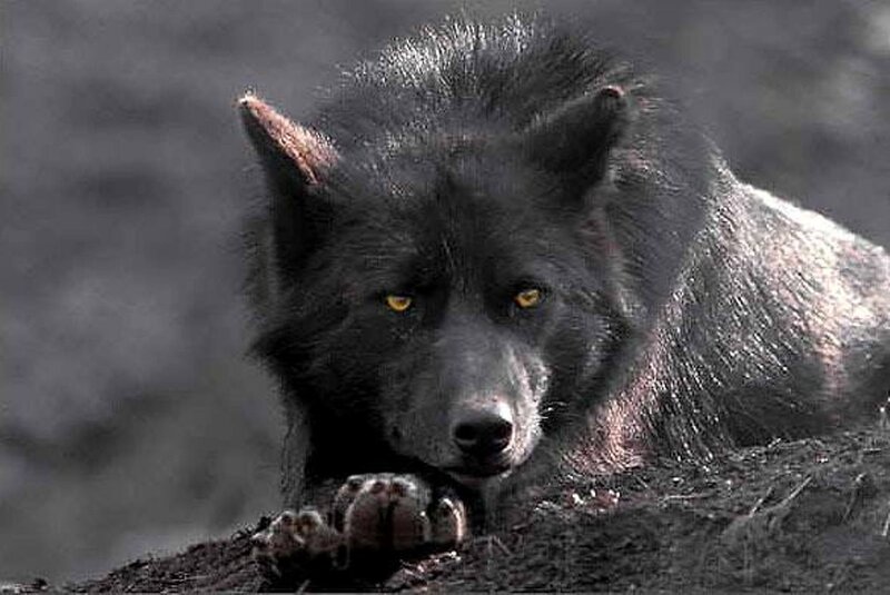 Black Wolf with Yellow Eyes — Intense