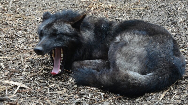 Black Wolf Yawning