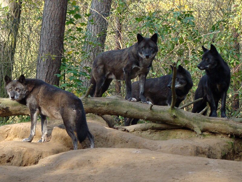 Black Wolves in Forest — Brown