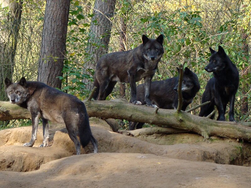 Black Wolves in Forest