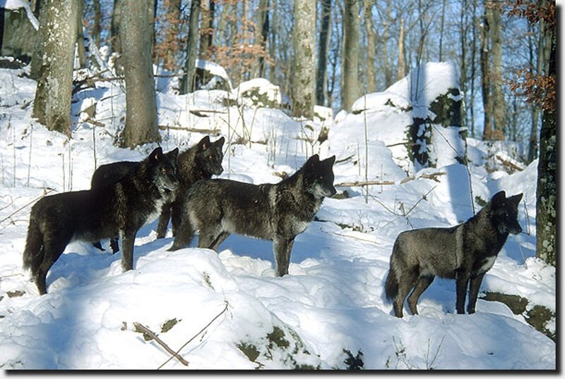 Black Wolves in Snow