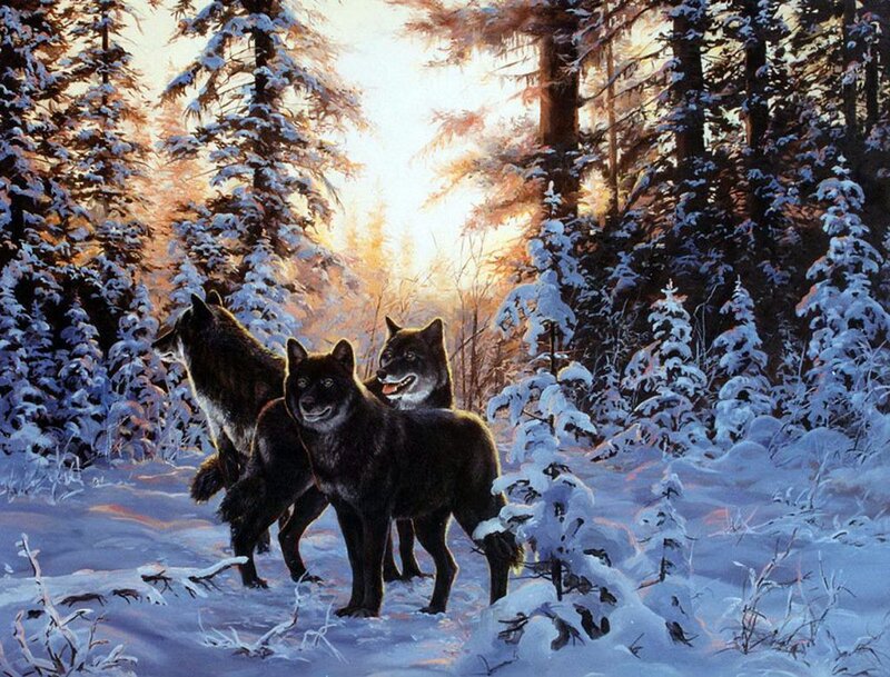 Black Wolves in Snow — White