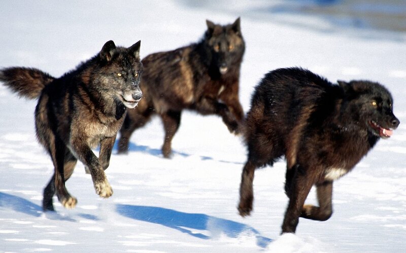 Black Wolves Running — White, Dynamic, Winter, Photograph, Snow