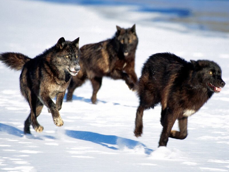 Black Wolves Running — White