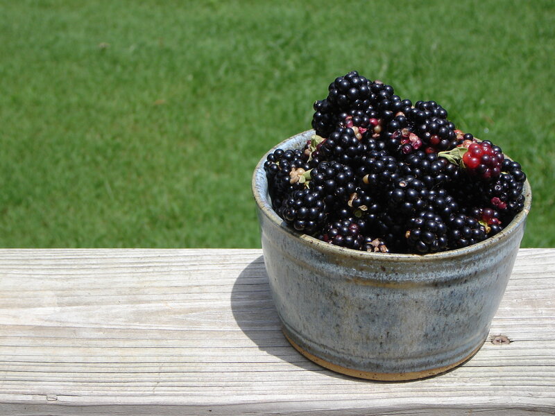 Blackberries in a Bowl — Green, Serene