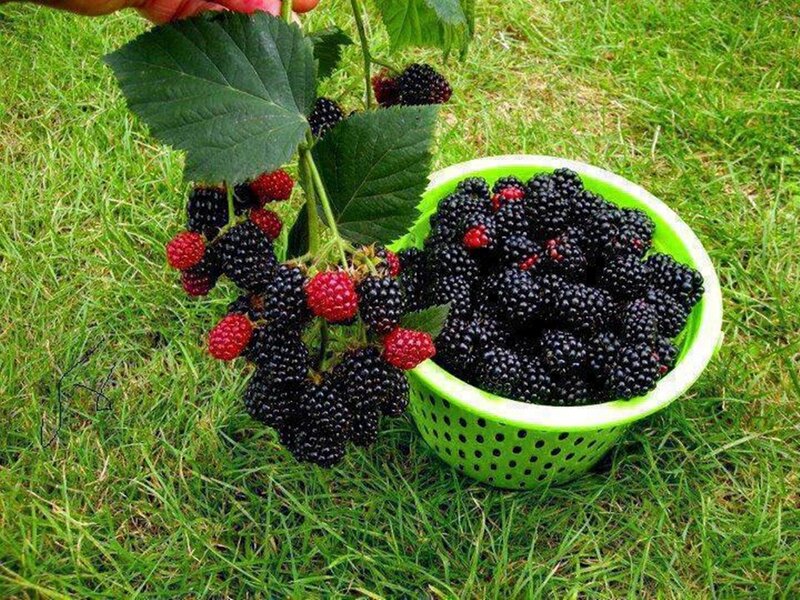 Blackberries in Colander