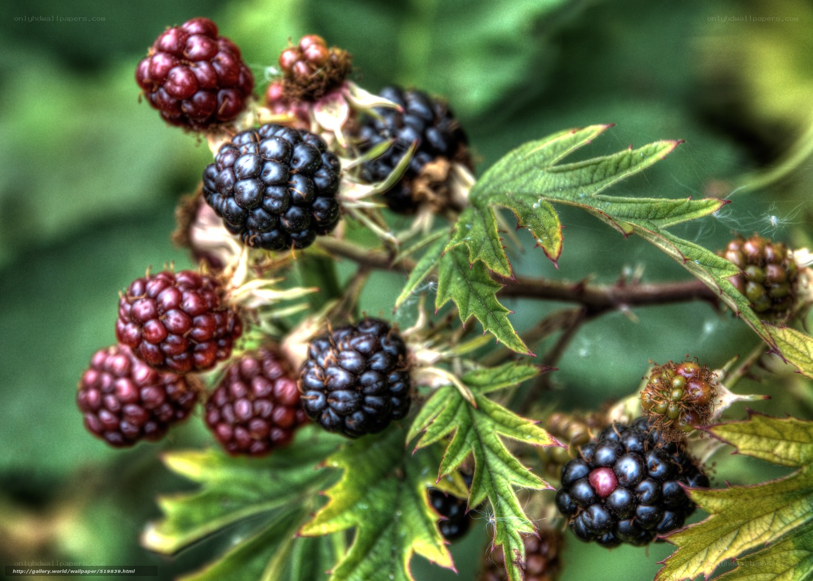 Blackberries on a bush