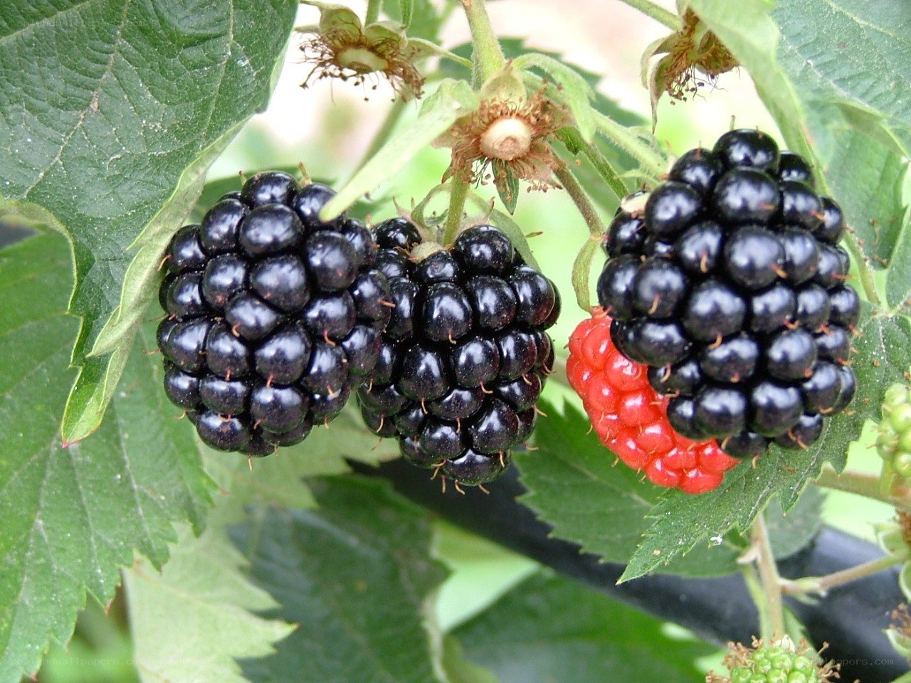 Blackberries on a bush