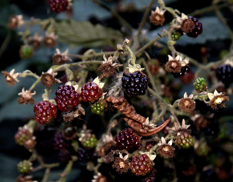 Blackberries on a bush