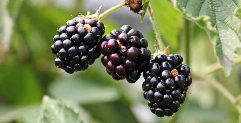 Blackberries on a Bush — Green