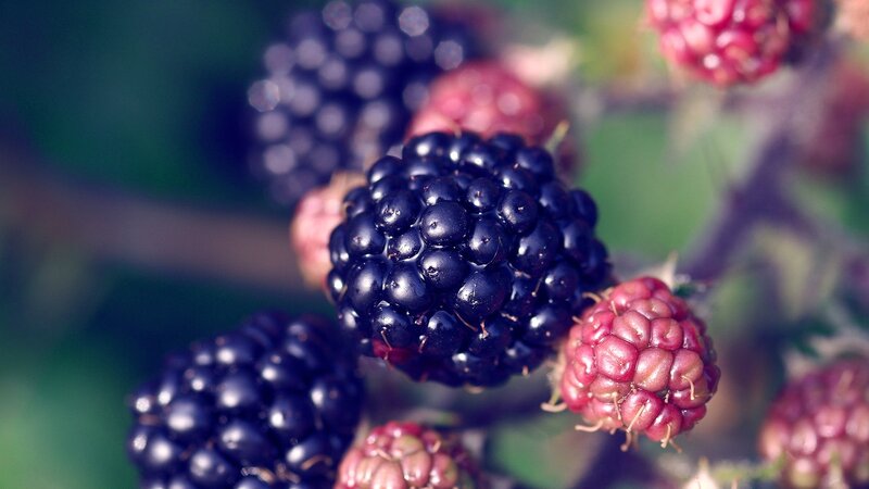 Blackberries on a Bush — Purple, Natural