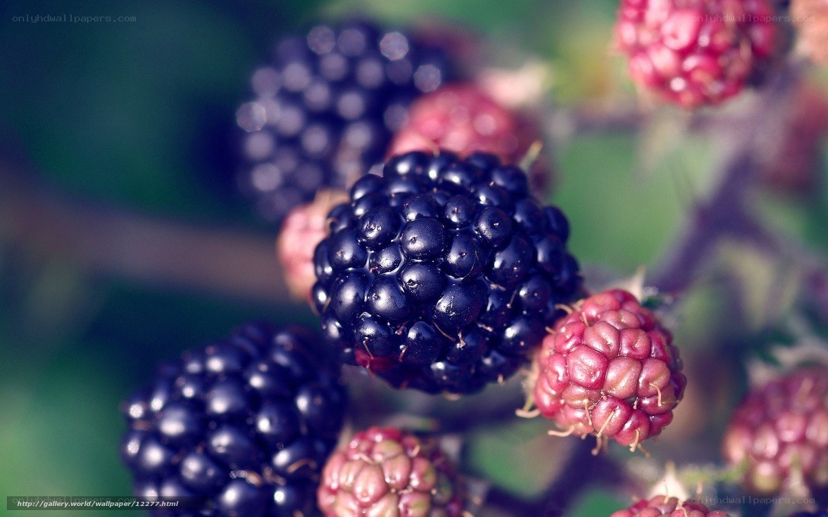 Blackberries on a bush
