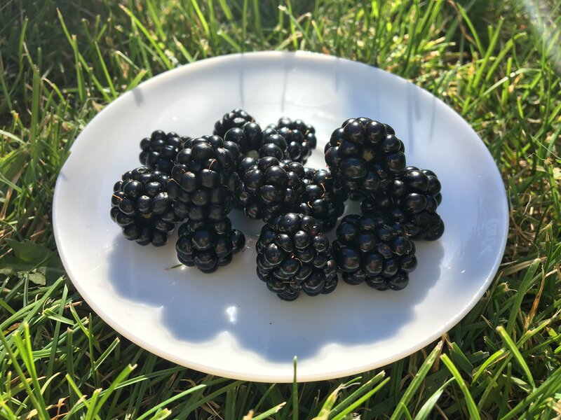 Blackberries on a Plate — Green