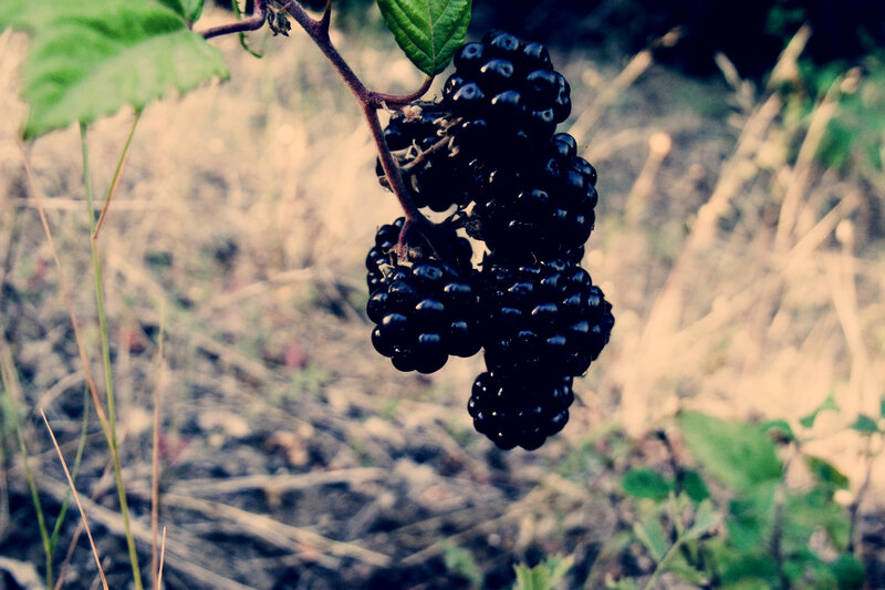 Blackberries on a Vine