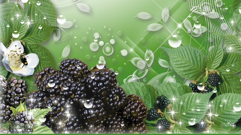 Blackberries with Leaves
