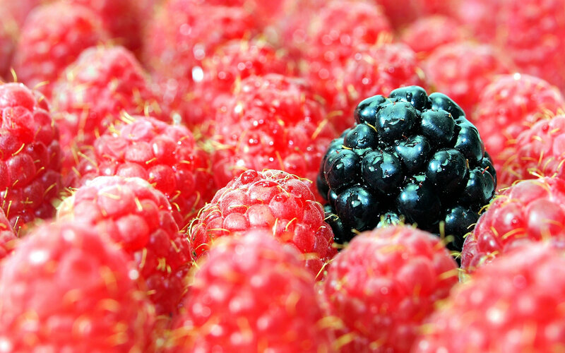 Blackberry Among Raspberries
