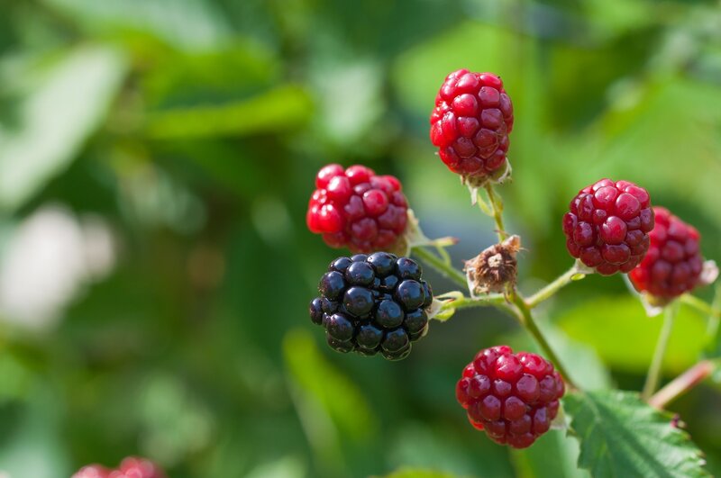 Blackberry and Red Berries — Natural