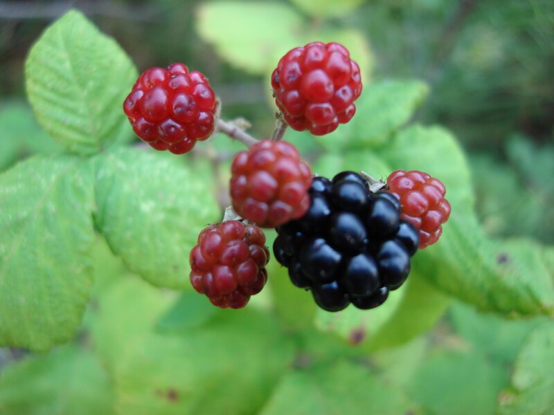 Blackberry and Red Berries