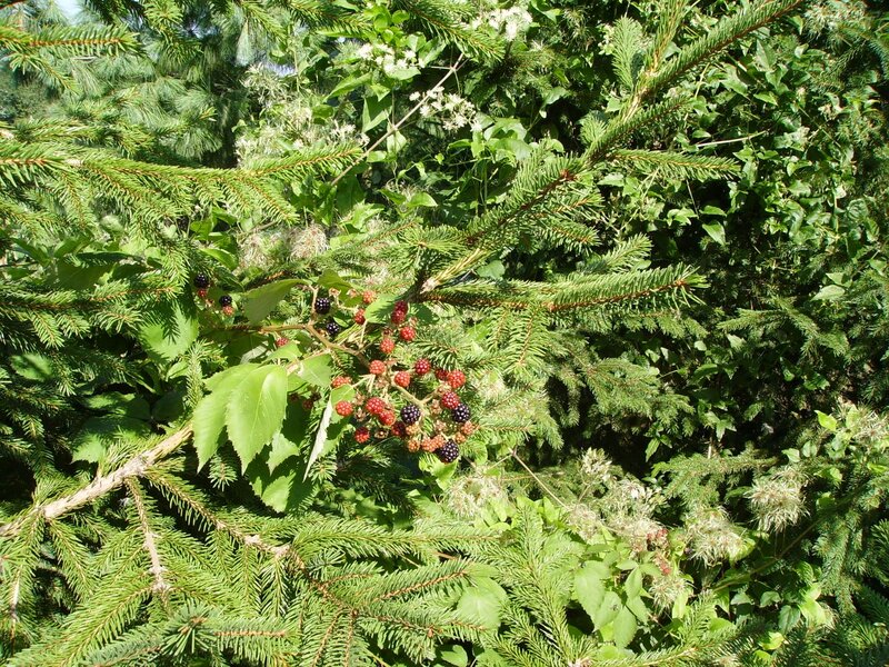 Blackberry Bush in Pine