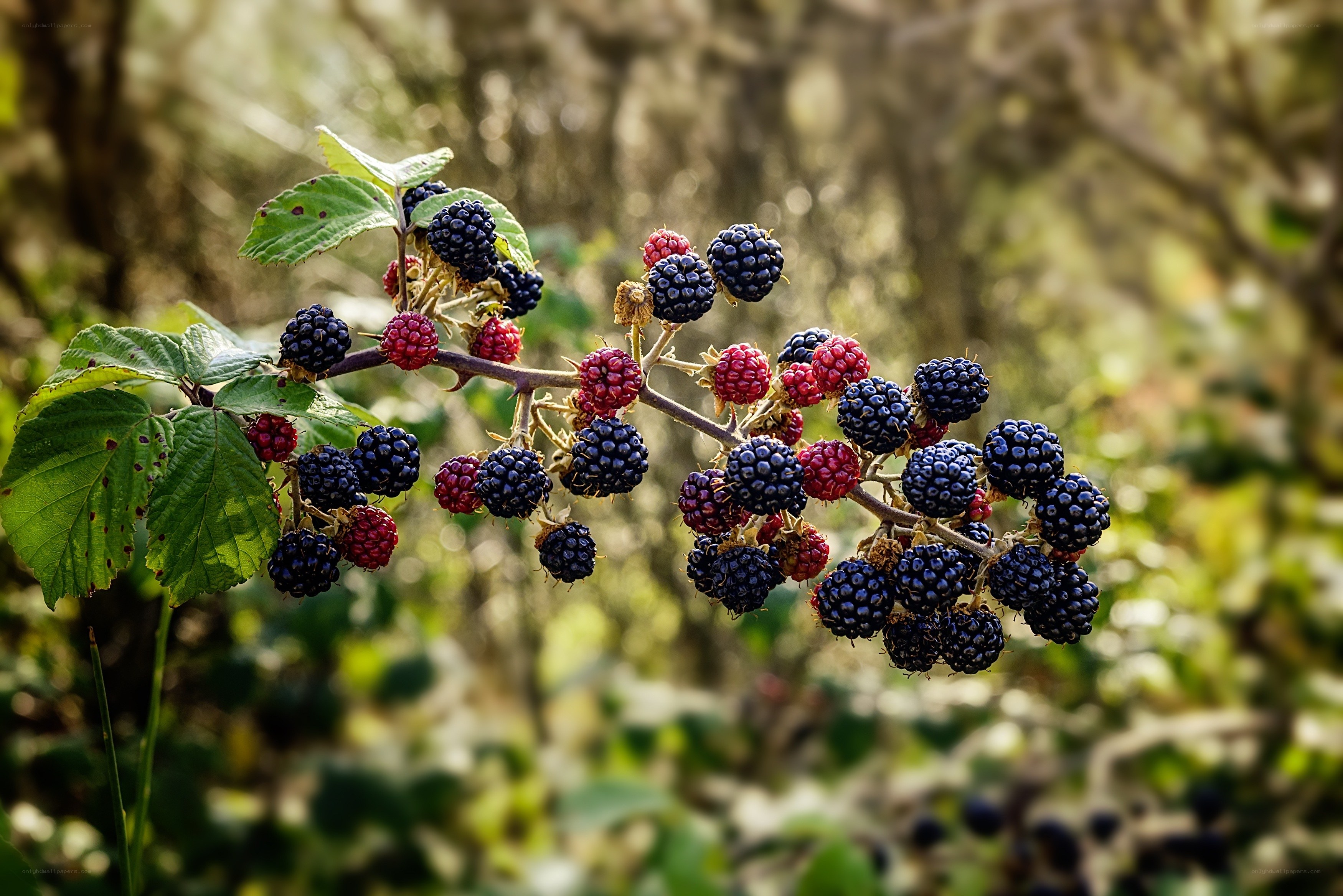 Blackberry bush in sunlight