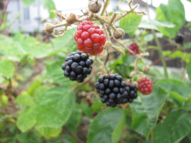 Blackberry Bush with Berries — Green, Natural, Afternoon, Photograph