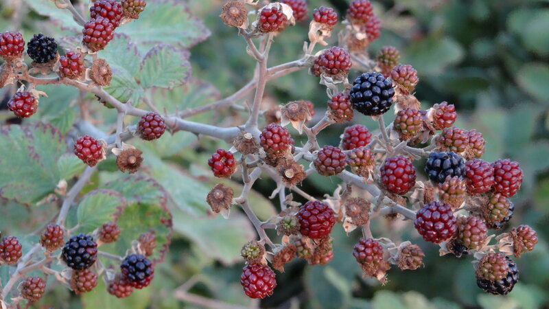 Blackberry Bush with Berries — Green, Natural