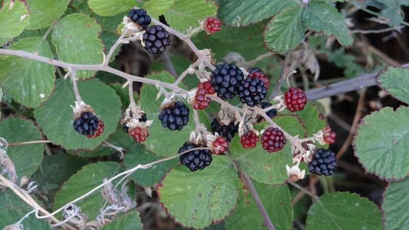 Blackberry Bush with Berries — Green