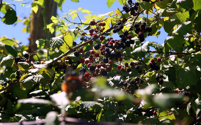 Blackberry Bush with Berries