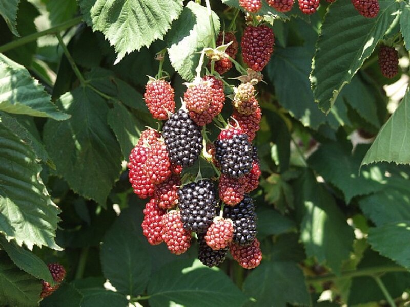 Blackberry Bush with Fruit