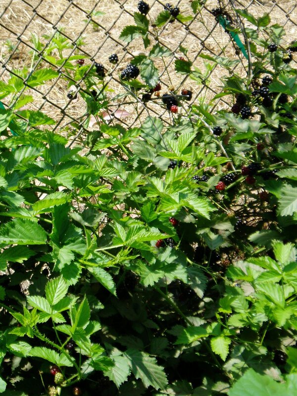 Blackberry bush with ripe fruit