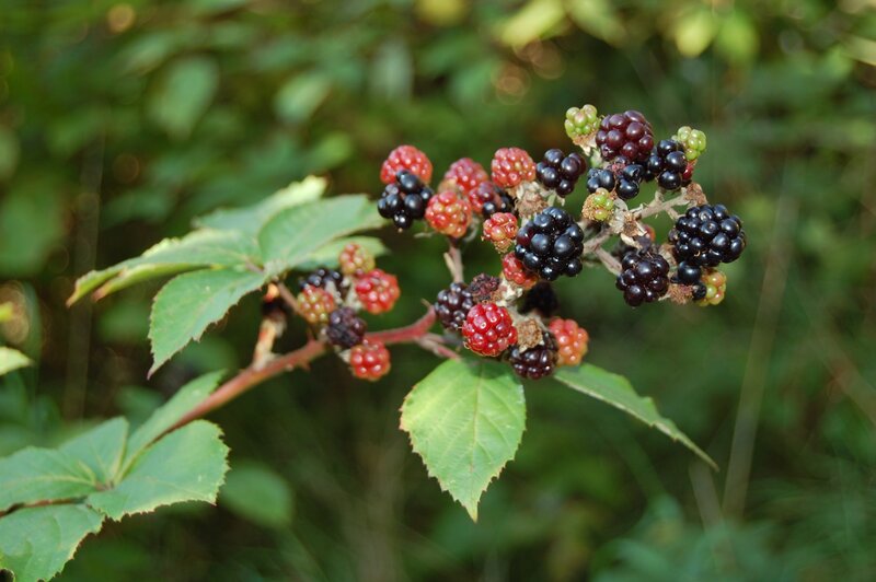 blackberry bush with ripening berries