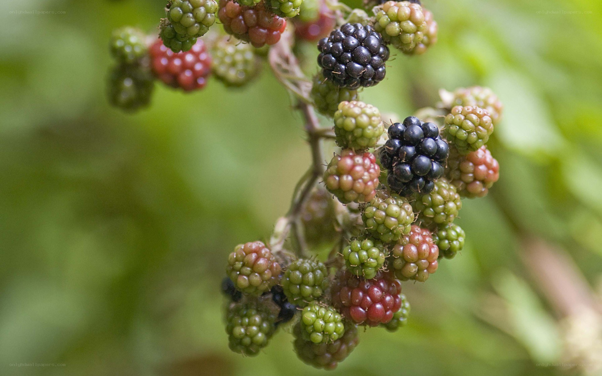 Blackberry cluster in various stages
