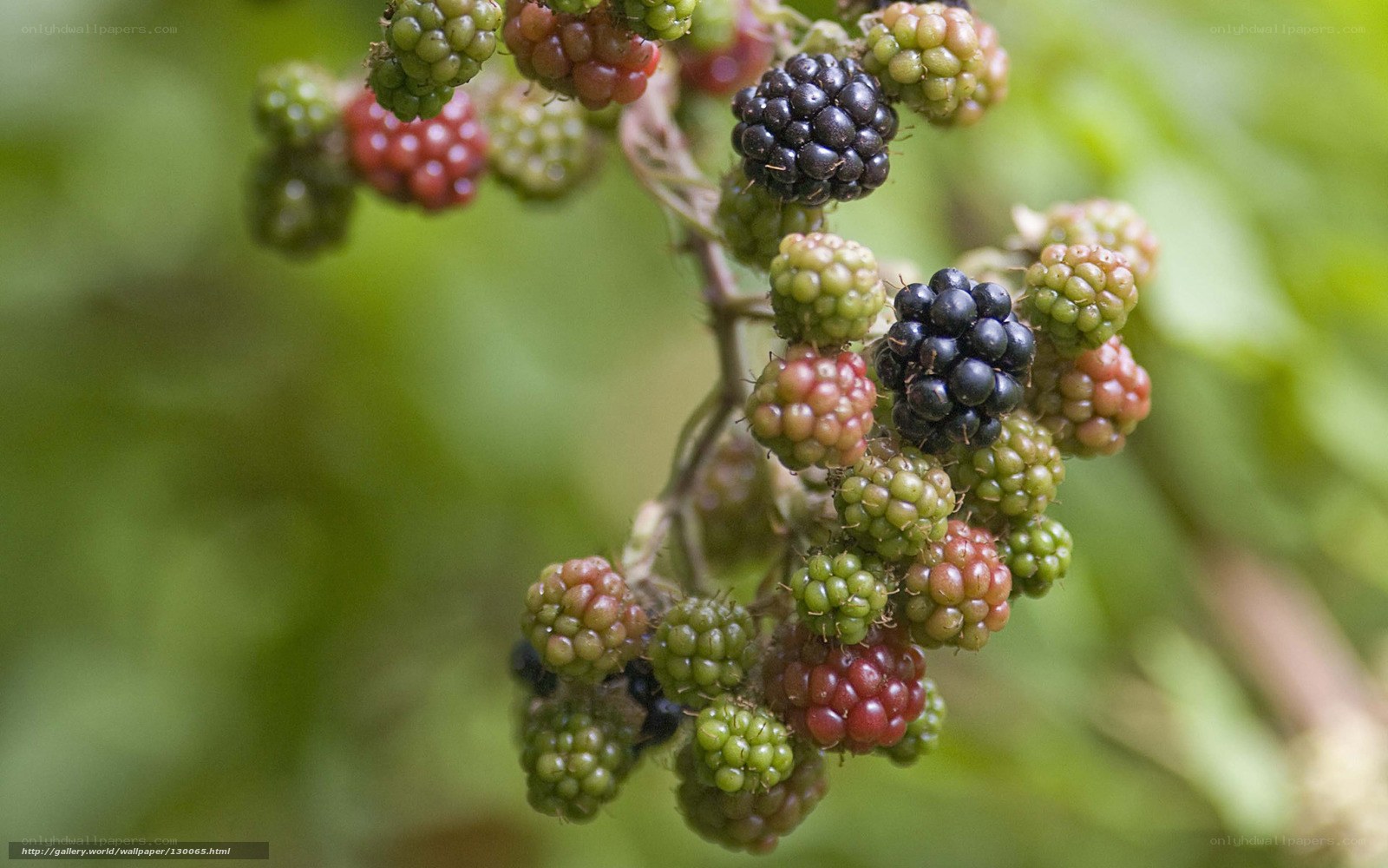 Blackberry cluster on a bush
