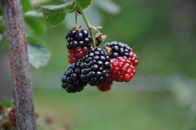 Blackberry Cluster on Bush — Green, Natural