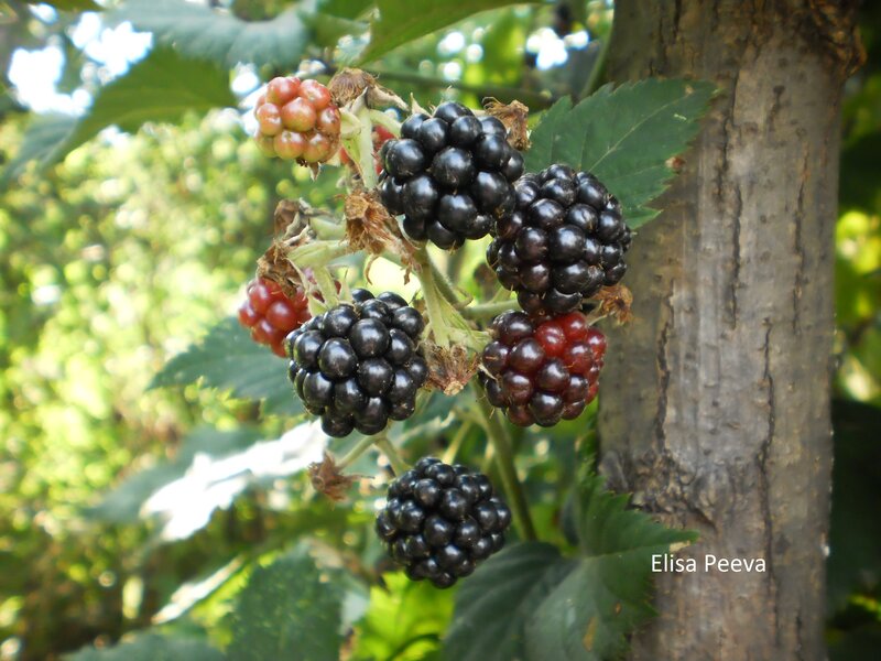 Blackberry Cluster on Bush — Green