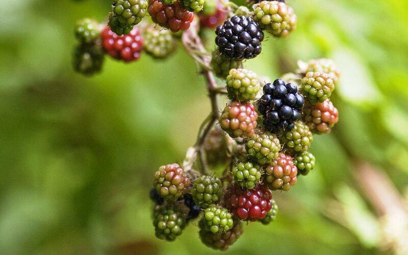 Blackberry Cluster on Vine — Green