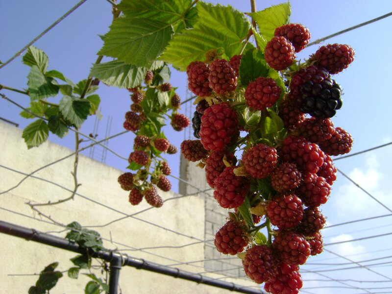 Blackberry Cluster on Vine