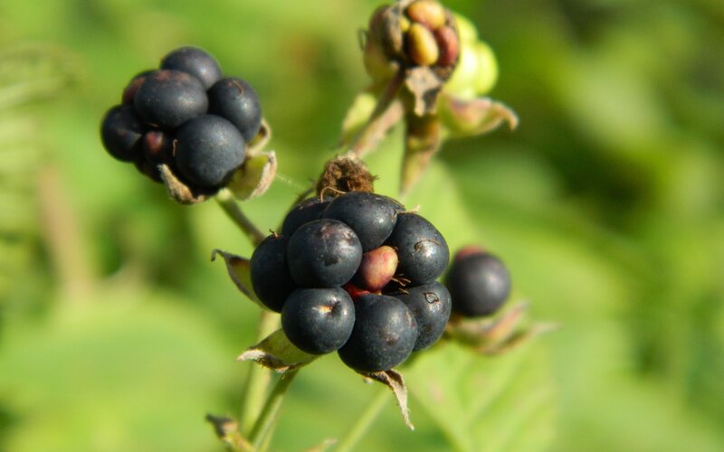 Blackberry Fruit Cluster