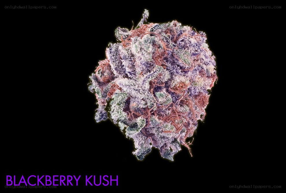Blackberry Kush cannabis bud