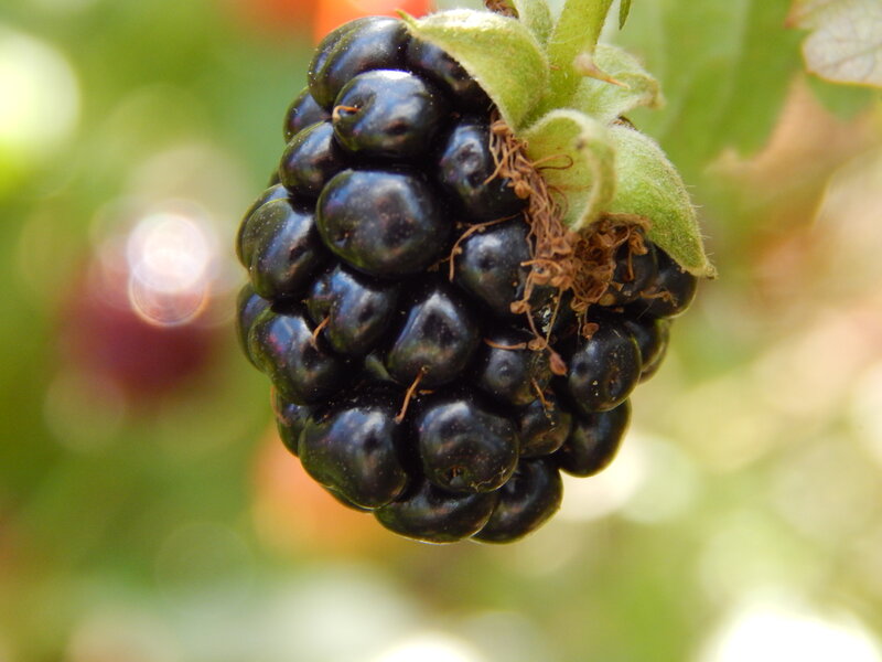 Blackberry on a Bush — Black