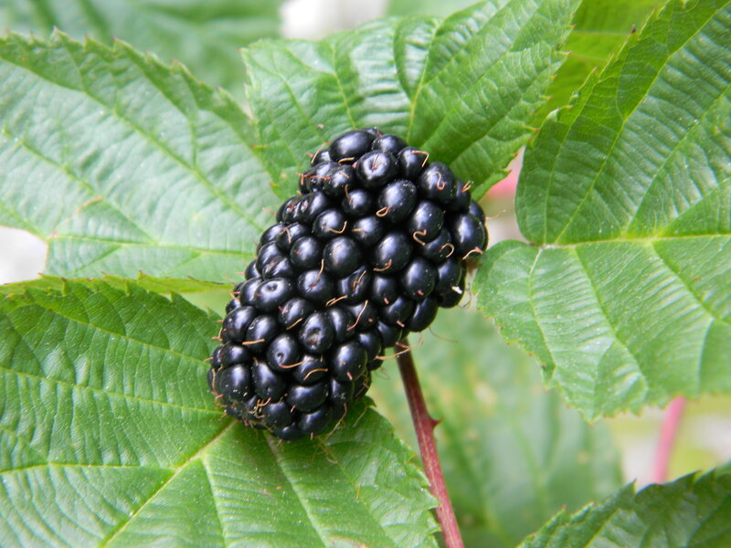 Blackberry on a Bush